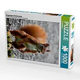 CALVENDO Puzzle Neugieriges Eichhörnchen | 1000 Teile Lege-Größe 64x48cm Foto-Puzzle für glückliche Stunden Spiel