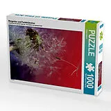 CALVENDO Puzzle Morgentau und Pusteblümchen | 1000 Teile Lege-Größe 64x48cm Foto-Puzzle für glückliche Stunden Spiel