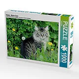 CALVENDO Puzzle Katzen - Maine Coon | 1000 Teile Lege-Größe 64x48cm Foto-Puzzle für glückliche Stunden Spiel