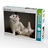 CALVENDO Puzzle Katzen - Perserkatze | 1000 Teile Lege-Größe 64x48cm Foto-Puzzle für glückliche Stunden Spiel