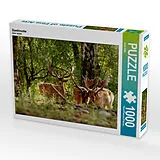 CALVENDO Puzzle Damhirsche | 1000 Teile Lege-Größe 64x48cm Foto-Puzzle für glückliche Stunden Spiel