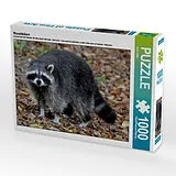 CALVENDO Puzzle Waschbären | 1000 Teile Lege-Größe 64x48cm Foto-Puzzle für glückliche Stunden Spiel