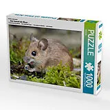 CALVENDO Puzzle Ein Motiv aus dem Kalender ... hier kommt die Maus ... | 1000 Teile Lege-Größe 64x48cm Foto-Puzzle für glückliche Stunden Spiel