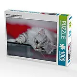 CALVENDO Puzzle Britisch Langhaar Kätzchen | 1000 Teile Lege-Größe 64x48cm Foto-Puzzle für glückliche Stunden Spiel