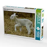 CALVENDO Puzzle Weißes Lämmchen im Stroh | 1000 Teile Lege-Größe 64x48cm Foto-Puzzle für glückliche Stunden Spiel