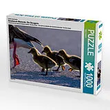 CALVENDO Puzzle Ein Motiv aus dem Kalender Emotionale Momente: Die Graugans. | 1000 Teile Lege-Größe 64x48cm Foto-Puzzle für glückliche Stunden Spiel