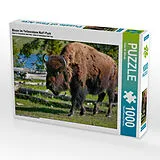 CALVENDO Puzzle Bison im Yellowstone Nat'l Park 1000 Teile Puzzle quer | 1000 Teile Lege-Größe 64 × 48 cm Foto-Puzzle für glückliche Stunden Spiel