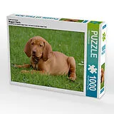 CALVENDO Puzzle Ein Motiv aus dem Kalender Magyar Vizsla | 1000 Teile Lege-Größe 64x48cm Foto-Puzzle für glückliche Stunden Spiel