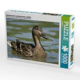 CALVENDO Puzzle Stockente (Anas platyrhynchos) weiblich | 1000 Teile Lege-Größe 64x48cm Foto-Puzzle für glückliche Stunden Spiel
