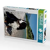 CALVENDO Puzzle Ein Motiv aus dem Kalender BÄR - Der Berner Sennenhund | 1000 Teile Lege-Größe 64x48cm Foto-Puzzle für glückliche Stunden Spiel