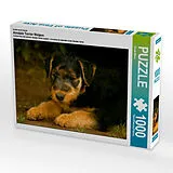 CALVENDO Puzzle Ein Motiv aus dem Kalender Airedale Terrier Welpen | 1000 Teile Lege-Größe 64x48cm Foto-Puzzle für glückliche Stunden Spiel