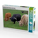 CALVENDO Puzzle Schottische Hochlandrinder in drei Farben | 1000 Teile Lege-Größe 64x48cm Foto-Puzzle für glückliche Stunden Spiel