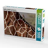 CALVENDO Puzzle Giraffen - Sanftheit und Anmut (1) | 1000 Teile Lege-Größe 64x48cm Foto-Puzzle für glückliche Stunden Spiel