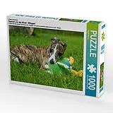 CALVENDO Puzzle Ein Motiv aus dem Kalender Schnell wie der Wind - Whippet | 1000 Teile Lege-Größe 64x48cm Foto-Puzzle für glückliche Stunden Spiel