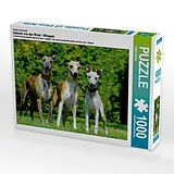 CALVENDO Puzzle Ein Motiv aus dem Kalender Schnell wie der Wind - Whippet | 1000 Teile Lege-Größe 64x48cm Foto-Puzzle für glückliche Stunden Spiel