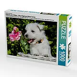 CALVENDO Puzzle Ein Motiv aus dem Kalender Kobold auf 4 Pfoten - West Highland White Terrier | 1000 Teile Lege-Größe 64x48cm Foto-Puzzle für glückliche Stunden Spiel