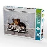 CALVENDO Puzzle Ein Motiv aus dem Kalender Shelties : Charmeure auf 4 Pfoten | 1000 Teile Lege-Größe 64x48cm Foto-Puzzle für glückliche Stunden Spiel