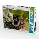 CALVENDO Puzzle Ein Motiv aus dem Kalender Chihuahuas - kleine Herzensbrecher | 1000 Teile Lege-Größe 64x48cm Foto-Puzzle für glückliche Stunden Spiel