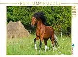CALVENDO Puzzle Welsh Pony | 1000 Teile Lege-Größe 64x48cm Foto-Puzzle für glückliche Stunden Spiel