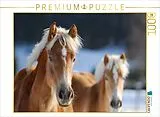 CALVENDO Puzzle Haflinger | 1000 Teile Lege-Größe 64x48cm Foto-Puzzle für glückliche Stunden Spiel