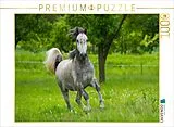 CALVENDO Puzzle Lipizzaner Junghengst | 1000 Teile Lege-Größe 64x48cm Foto-Puzzle für glückliche Stunden Spiel