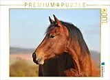 CALVENDO Puzzle Pferd Junghengst Porträt | 1000 Teile Lege-Größe 64x48cm Foto-Puzzle für glückliche Stunden Spiel