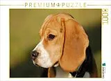 CALVENDO Puzzle Beagle - ein Herz auf 4 Pfoten | 1000 Teile Lege-Größe 64x48cm Foto-Puzzle für glückliche Stunden Spiel