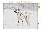 CALVENDO Puzzle Dalmatiner im Schnee | 1000 Teile Lege-Größe 64x48cm Foto-Puzzle für glückliche Stunden Spiel
