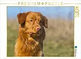 CALVENDO Puzzle Nova Scotia Duck Tolling Retriever Porträt | 1000 Teile Lege-Größe 64x48cm Foto-Puzzle für glückliche Stunden Spiel