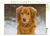 CALVENDO Puzzle Nova Scotia Duck Tolling Retriever im Schnee | 1000 Teile Lege-Größe 64x48cm Foto-Puzzle für glückliche Stunden Spiel