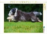 CALVENDO Puzzle Bearded Collie im Flug über die Wiese | 1000 Teile Lege-Größe 64x48cm Foto-Puzzle für glückliche Stunden Spiel
