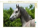 CALVENDO Puzzle Lipizzaner Junghengst | 1000 Teile Lege-Größe 64x48cm Foto-Puzzle für glückliche Stunden Spiel