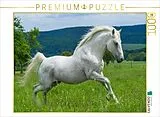 CALVENDO Puzzle Lipizzaner Hengst Pluto Darina | 1000 Teile Lege-Größe 64x48cm Foto-Puzzle für glückliche Stunden Spiel