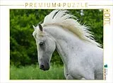 CALVENDO Puzzle Lipizzaner Hengst Pluto Darina | 1000 Teile Lege-Größe 64x48cm Foto-Puzzle für glückliche Stunden Spiel