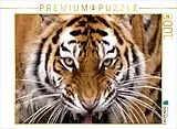 CALVENDO Puzzle Tiger | 1000 Teile Lege-Größe 64x48cm Foto-Puzzle für glückliche Stunden Spiel