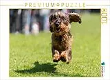 CALVENDO Puzzle Dackel im Flug | 1000 Teile Lege-Größe 64x48cm Foto-Puzzle für glückliche Stunden Spiel