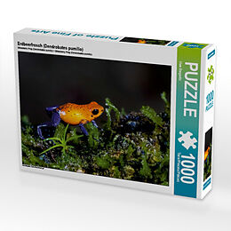 Erdbeerfrosch (Dendrobates pumilio) (Puzzle) Spiel