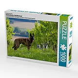 CALVENDO Puzzle Ein Motiv aus dem Kalender Holländischer Schäferhund | 1000 Teile Lege-Größe 64x48cm Foto-Puzzle für glückliche Stunden Spiel