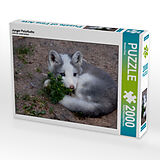 Junger Polarfuchs (Puzzle) Spiel