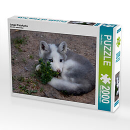 Junger Polarfuchs (Puzzle) Spiel