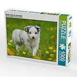 CALVENDO Puzzle Border Collie im Löwenzahn | 1000 Teile Lege-Größe 64x48cm Foto-Puzzle für glückliche Stunden Spiel