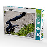 Tigerotter auf Kangaroo Island (Puzzle) Spiel
