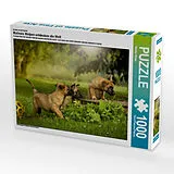 CALVENDO Puzzle Hundekinder entdecken die Welt... 1000 Teile Puzzle quer | 1000 Teile Lege-Größe 64 × 48 cm Foto-Puzzle für glückliche Stunden Spiel