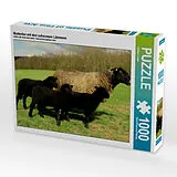 CALVENDO Puzzle Muttertier mit drei schwarzen Lämmern 1000 Teile Puzzle quer | 1000 Teile Lege-Größe 64 × 48 cm Foto-Puzzle für glückliche Stunden Spiel