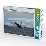 CALVENDO Puzzle Ein Motiv aus dem Kalender Die Antarktis / CH-Version 1000 Teile Puzzle quer | 1000 Teile Lege-Größe 64x48cm Foto-Puzzle für glückliche Stunden Spiel