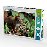 CALVENDO Puzzle Putziges Eichhörnchen | 1000 Teile Lege-Größe 64x48cm Foto-Puzzle für glückliche Stunden Spiel