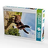 CALVENDO Puzzle Esel in der Landschaft | 1000 Teile Lege-Größe 64x48cm Foto-Puzzle für glückliche Stunden Spiel