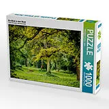 CALVENDO Puzzle Ein Blick in den Wald | 1000 Teile Lege-Größe 64x48cm Foto-Puzzle für glückliche Stunden Spiel