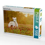 CALVENDO Puzzle Wiesenwindi im Klee 1000 Teile Puzzle quer | 1000 Teile Lege-Größe 64 × 48 cm Foto-Puzzle für glückliche Stunden Spiel