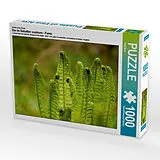 CALVENDO Puzzle Ein Motiv aus dem Kalender Die im Schatten wachsen - Farne 1000 Teile Puzzle quer | 1000 Teile Lege-Größe 64 × 48 cm Foto-Puzzle für glückliche Stunden Spiel